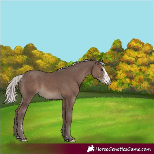 Horse Color:Silver Black Sabino Rabicano 