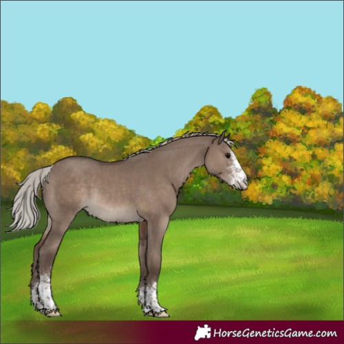 Horse Color:Silver Grullo Sabino Rabicano 
