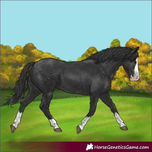Horse Color:Black Splash 