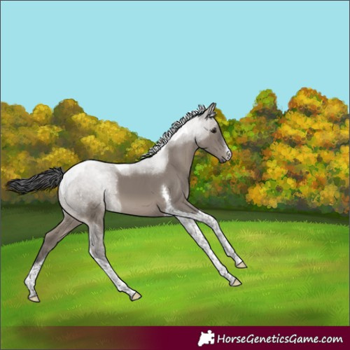 Horse Color:White Spotted Grullo Tobiano 