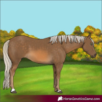 Horse Color:Chocolate Palomino