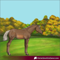 Horse Color:Chocolate Palomino 