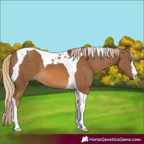 Horse Color:Chocolate Palomino Tobiano 