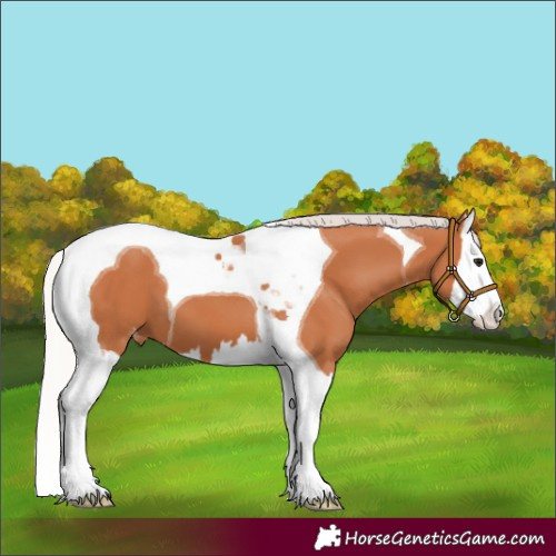 Horse Color:Silver Bay Splash Tobiano Appaloosa