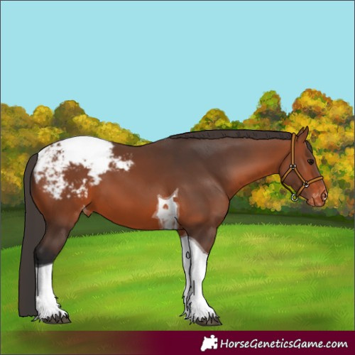 Horse Color:Bay Tobiano Snowcap 