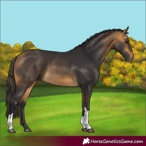 Horse Color:Buckskin Tobiano 