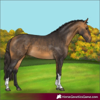 Horse Color:Buckskin Tobiano 