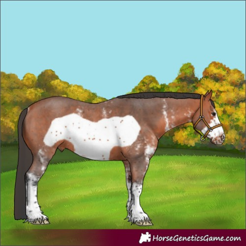 Horse Color:Bay Sabino Frame Rabicano