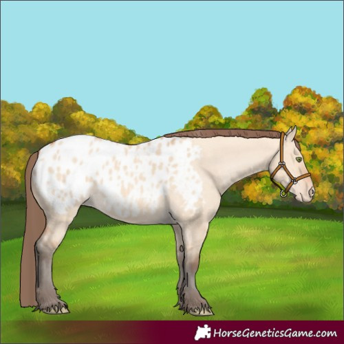 Horse Color:Amber Champagne Dun Appaloosa 