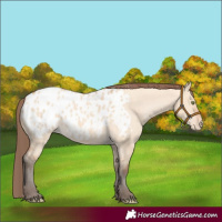 Horse Color:Amber Champagne Dun Blanket 
