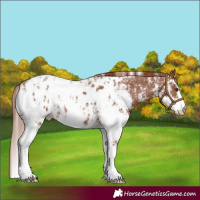 Horse Color:Chestnut Sabino Appaloosa 
