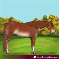 Horse Color:Chestnut Sabino
