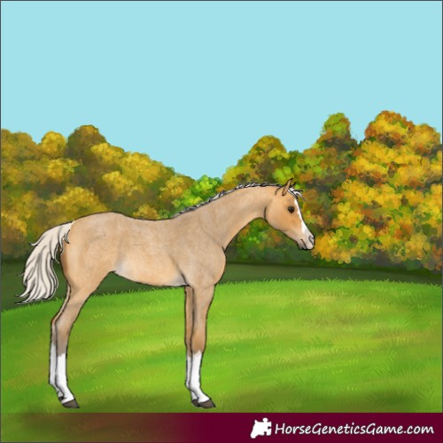Horse Color:Silver Buckskin Roan Splash 