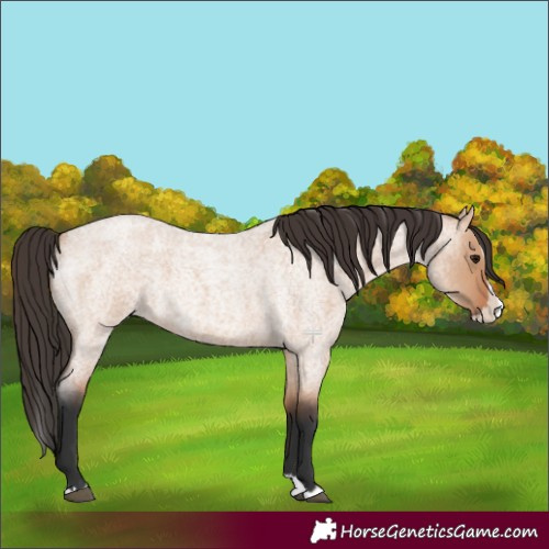 Horse Color:Bay Roan Dun Splash 