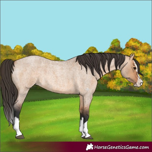 Horse Color:Bay Roan Dun Splash 