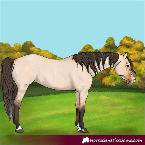 Horse Color:Bay Roan Dun Splash 
