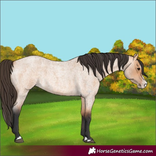 Horse Color:Bay Roan Dun Splash 