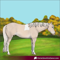 Horse Color:Cremello Tobiano 