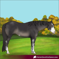 Horse Color:Smoky Black Sabino 
