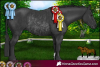 Horse Color:Black and Black Rabicano