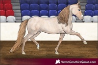 Horse Color:Gold Champagne Roan Splash
