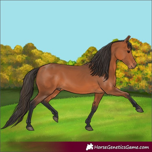 Horse Color:Bay 