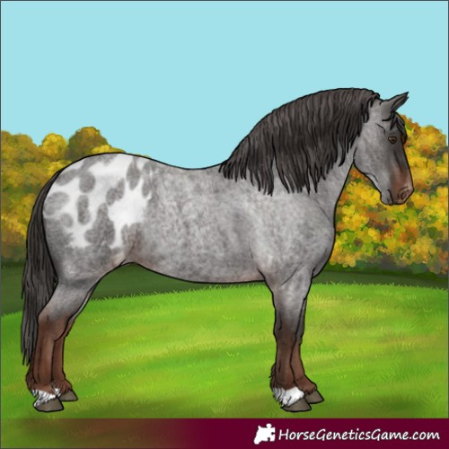 Horse Color:Liver Red Roan Appaloosa