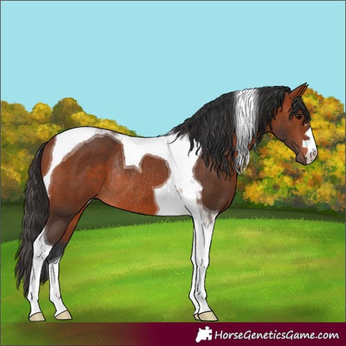 Horse Color:Bay Tobiano Rabicano 