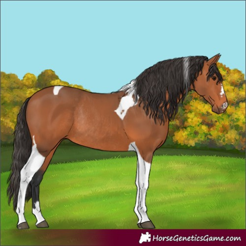 Horse Color:Bay Tobiano Rabicano 