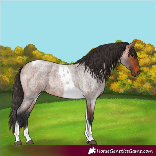 Horse Color:Bay Roan Tobiano Rabicano 
