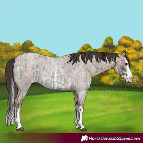 Horse Color:Blue Roan Sabino Splash  and Classic Champagne Roan Sabino Splash 