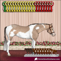 Horse Color:Amber Champagne Sabino Tobiano Frame