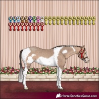 Horse Color:Amber Champagne Sabino Tobiano Frame