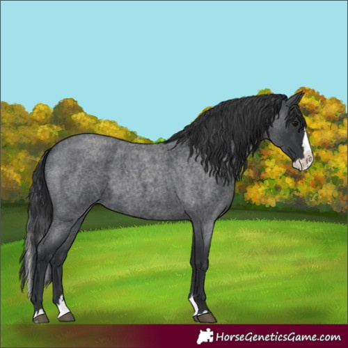 Horse Color:Blue Roan Splash 