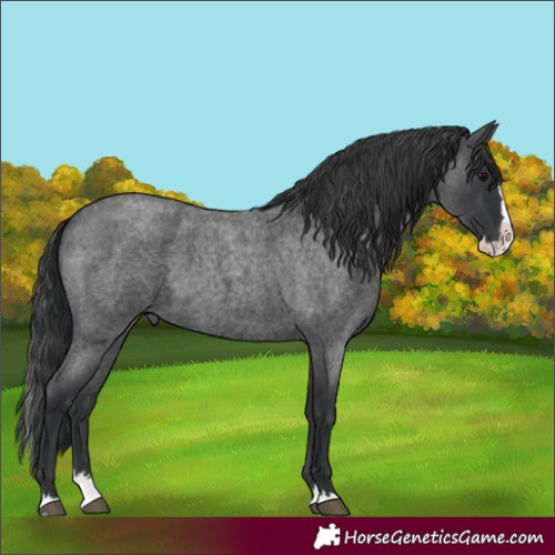 Horse Color:Blue Roan Splash 