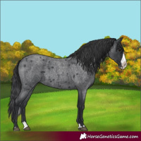 Horse Color:Blue Roan Splash Frame 