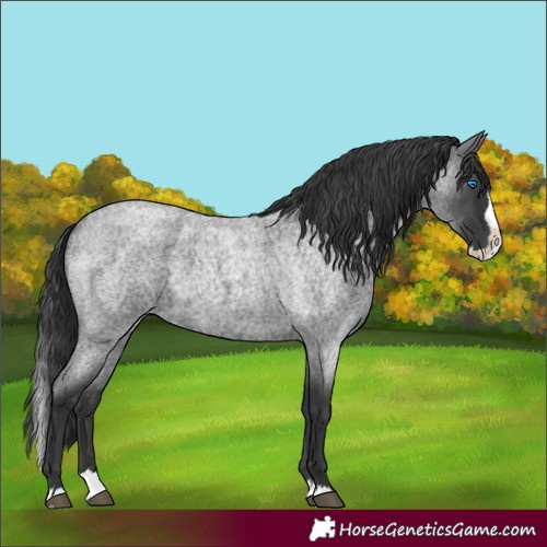 Horse Color:Blue Roan Splash