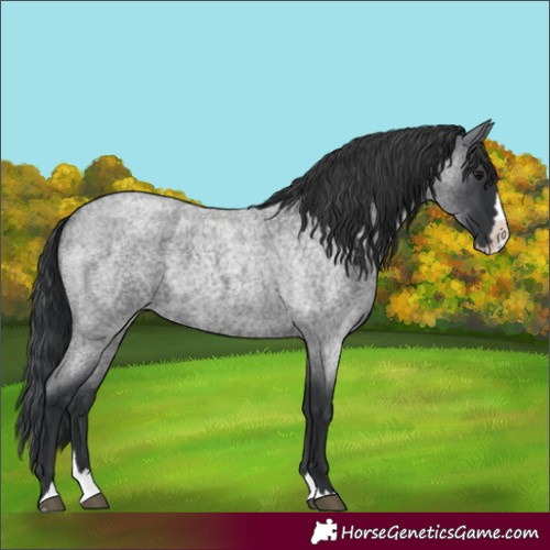 Horse Color:Blue Roan Splash 