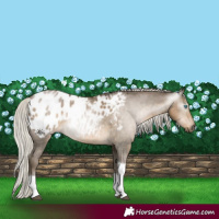 Horse Color:Gray Silver Smoky Black Snowdrop Tobiano Appaloosa