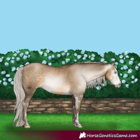 Horse Color:Gray Silver Smoky Black Pearl Sabino 