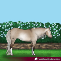 Horse Color:Gray Silver Brown Dun Tobiano Rabicano 