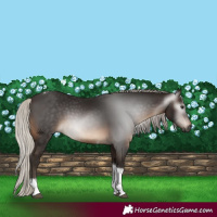 Horse Color:Gray Silver Brown Sabino Tobiano