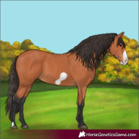Horse Color:Bay Frame 