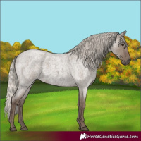 Horse Color:Silver Grullo Roan 