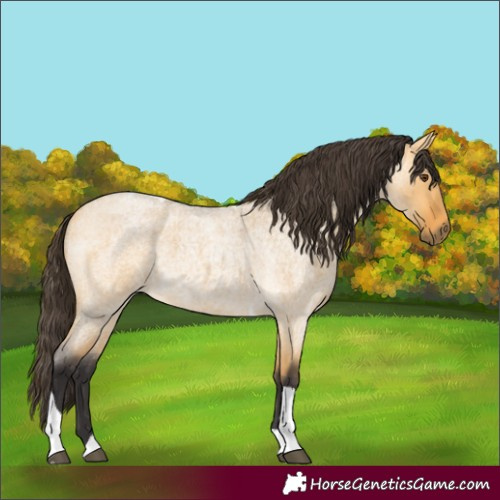 Horse Color:Buckskin Roan Dun Tobiano 