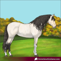 Horse Color:Buckskin Roan Dun Tobiano 