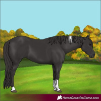 Horse Color:Smoky Black Tobiano
