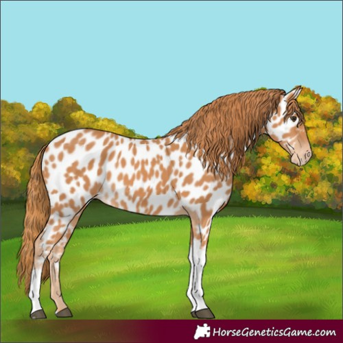 Horse Color:Chestnut Tobiano Appaloosa