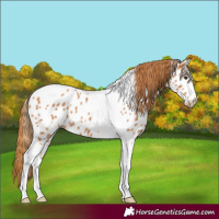 Horse Color:Chestnut Tobiano Appaloosa 