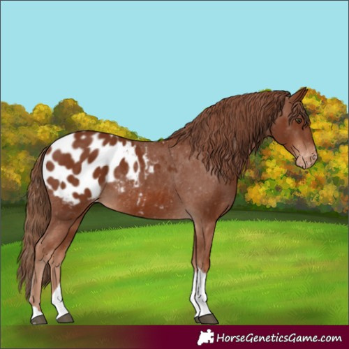 Horse Color:Chestnut Tobiano Appaloosa